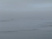 orcas-foggy-passing-3