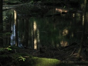 water-reflections-11