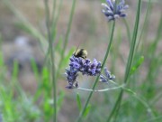 lavender-tucking-into