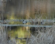 life-in-the-marsh-3