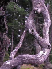 sculpture-and-dew-2
