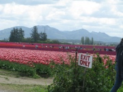 Bright Days in the Skagit 1