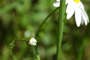 Daisy Seasons