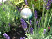 Foretelling Lavender