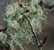 I Be Lichen It