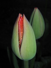 Advancing Tulips