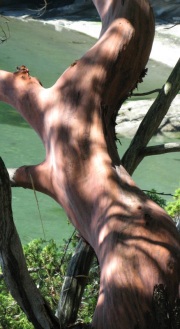 natures-wood-sculptures-12