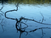 natures-wood-sculptures-3