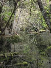 Marsh Turtle