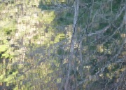 Water Reflections Misty Mountain Lake 1