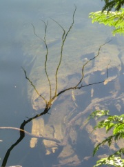 Water Reflections Misty Mountain lake 4