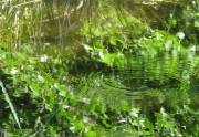 Water Reflections North Turtleack-1