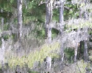 Water Reflections Spring 10